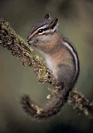 Chipmunk, Glacier National Park, Montana, 1997
