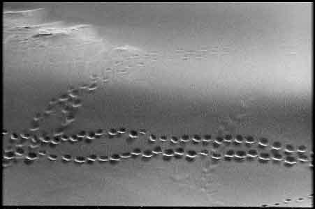 Great Sand Dunes, Colorado: tracks, 1998