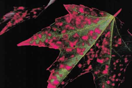 Leaf, Acadia National Park, 1984