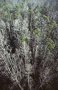 Okeefenokee Swamp, Georgia