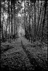 Olympic National Park: Forest Path